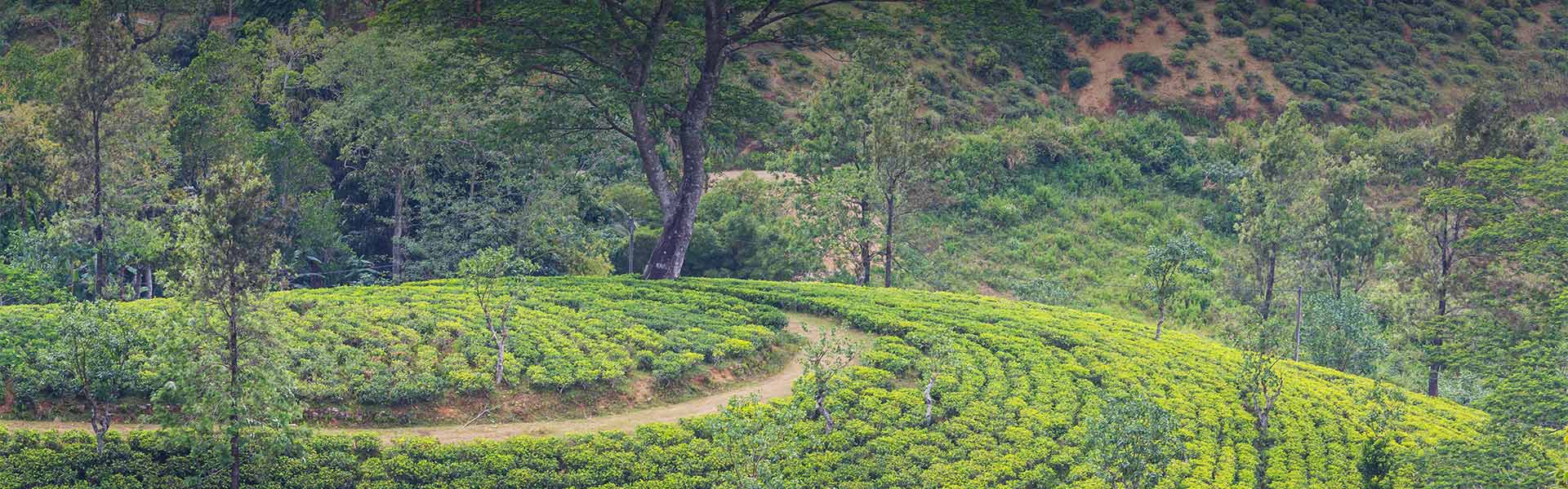 Hill Station & Tea Country